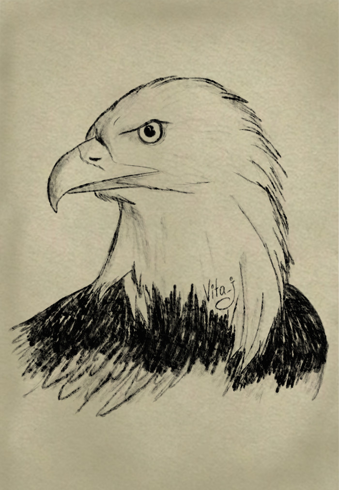 However, living creatures #2 - Eagle and Hedgehog - My, Digital drawing, Photoshop, Creation, Animals, Eagle, Hedgehog, Longpost