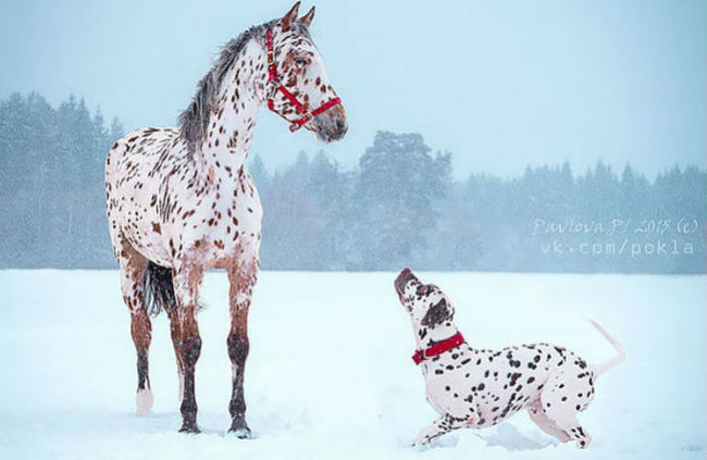 Are you my brother? So close, but from different parents - Animals, Twins, Images, Longpost, cat, Dog