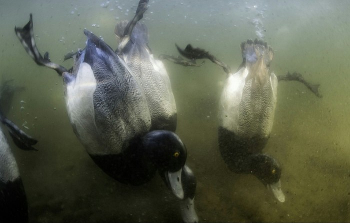 Synchronized diving or group diving - Duck, Water, The photo, Nature, Dive, Diving