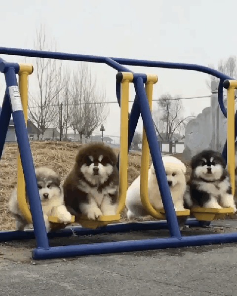 Качели