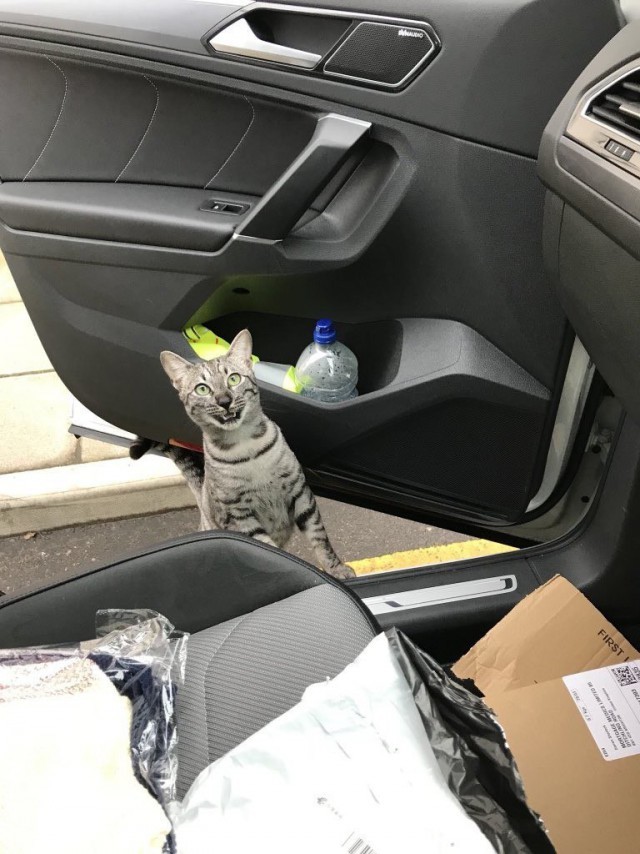 The owner found his cat a mile from home, and the reaction of the pet delivers! - cat, Auto, Meeting, From the network