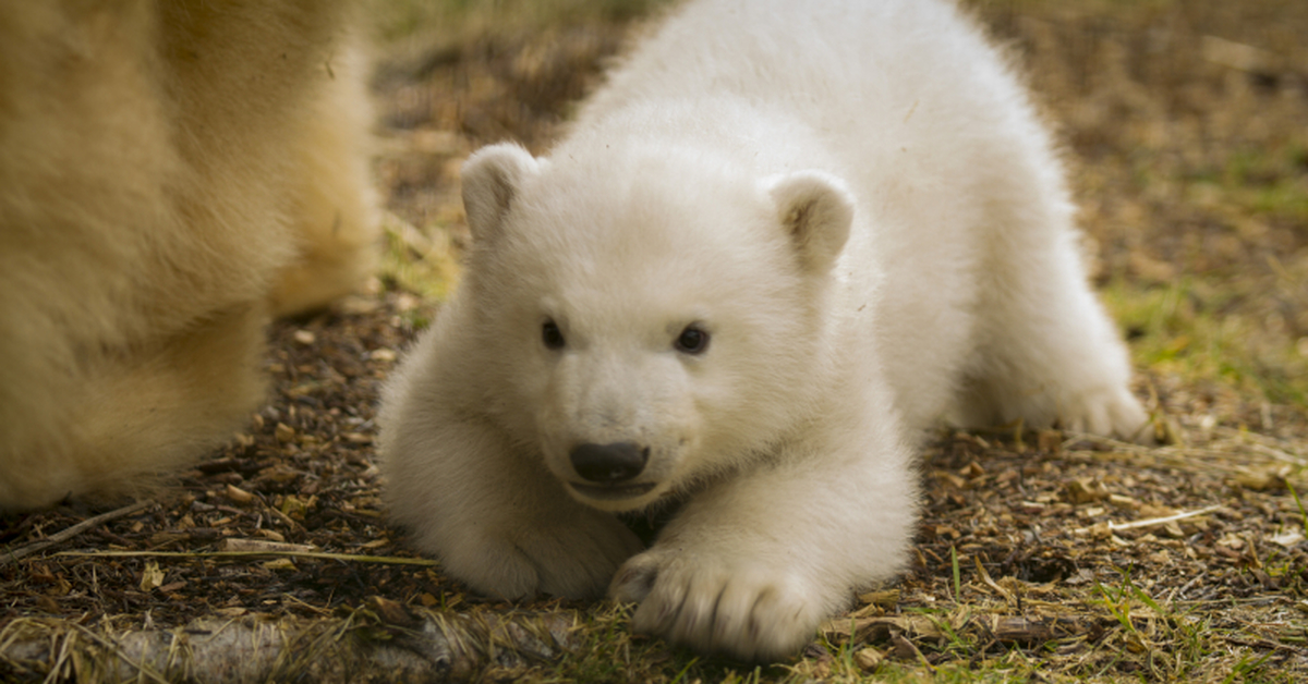 Маленький медведь. Белый Медведвежонок. Маленький Медвежонок. Маленький белый Медвежонок. Детеныш белого медведя.