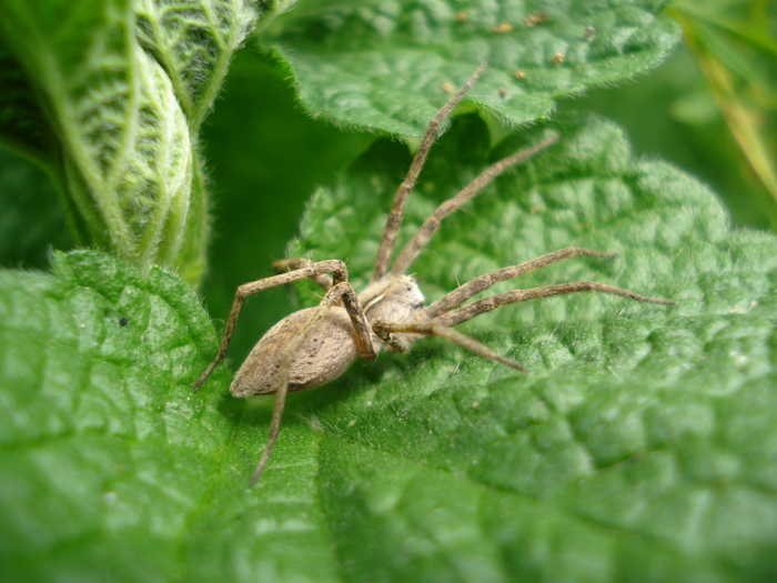 Spiders from the botanical garden - My, Spider, Botanical Garden, Arachnophobia, Macro photography, The photo, Longpost