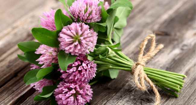 What is red clover good for? - My, Clover, Menopause, Seborrhea, Longpost