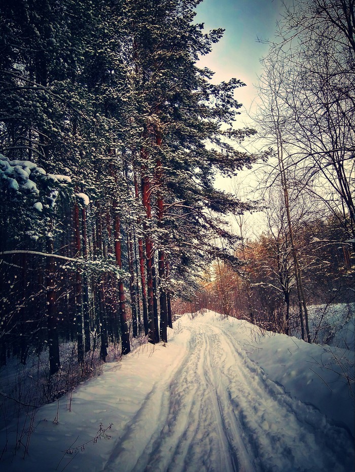 I didn't have a camera at hand so I had to take pictures with my phone. - My, Xiaomi redmi 4 PRO, Forest, Winter, Beginning photographer, Longpost