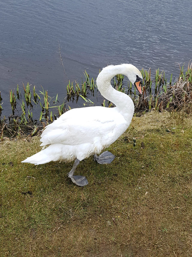 In Britain, a black swan was rescued from a lake, but everything turned out to be much more unexpected - Swans, Animals, Kindness, Zoo, People, Longpost