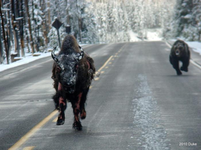 Scalded - Yellowstone, Погоня, Buffalo, The Bears