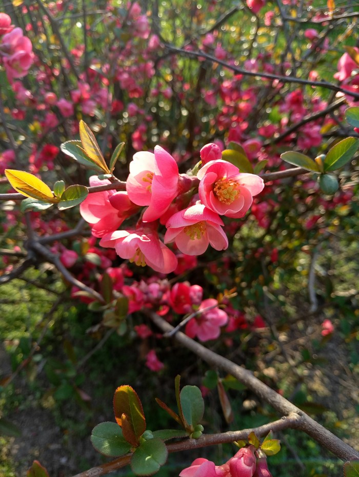 Spring - My, Beginning photographer, My