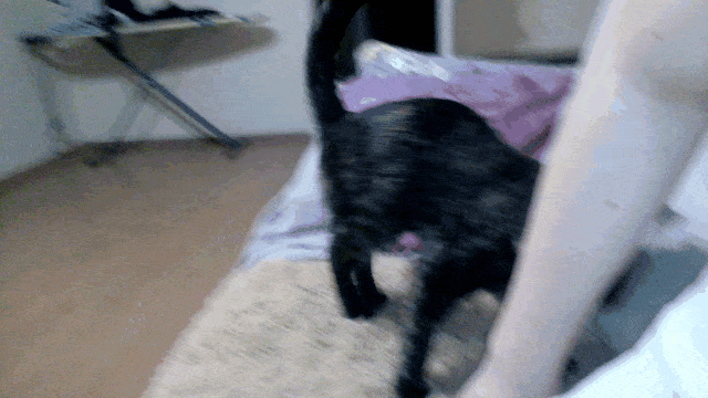 A cat that is a bit of a dog - My, cat, GIF, Games, Ball