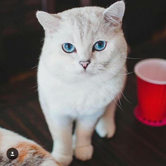 White Coffee - the cat who beat cancer and became an Internet star - cat, Milota, The photo, , Eyes, Longpost, Pets