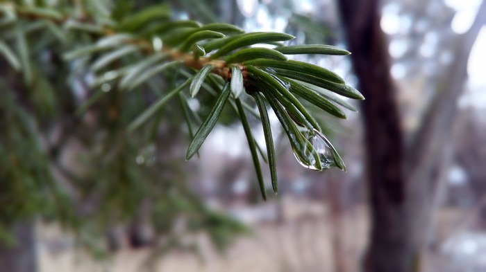 After the rain - My, The photo, Christmas trees, Rain, Spring