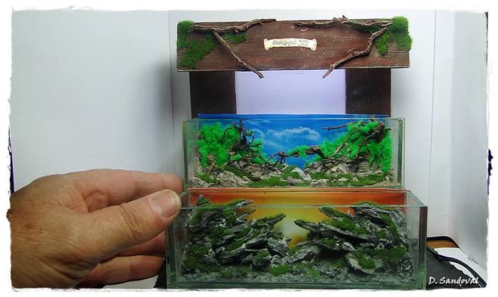 Miniature aquariums (15 x 5 x 5 cm) Diego Sandoval. - Aqua, Aquarium, Aquarium
