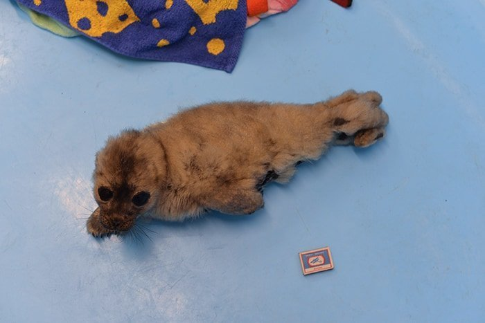 Rescued seal cub lives with people and behaves like a cat - Wild animals, Not mine, From the network, Longpost, Seal