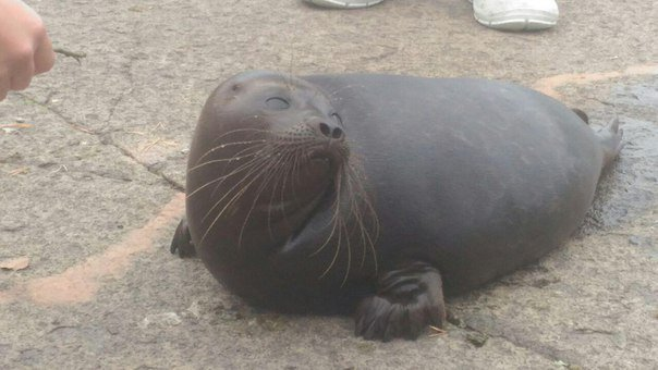 Rescued seal cub lives with people and behaves like a cat - Wild animals, Not mine, From the network, Longpost, Seal