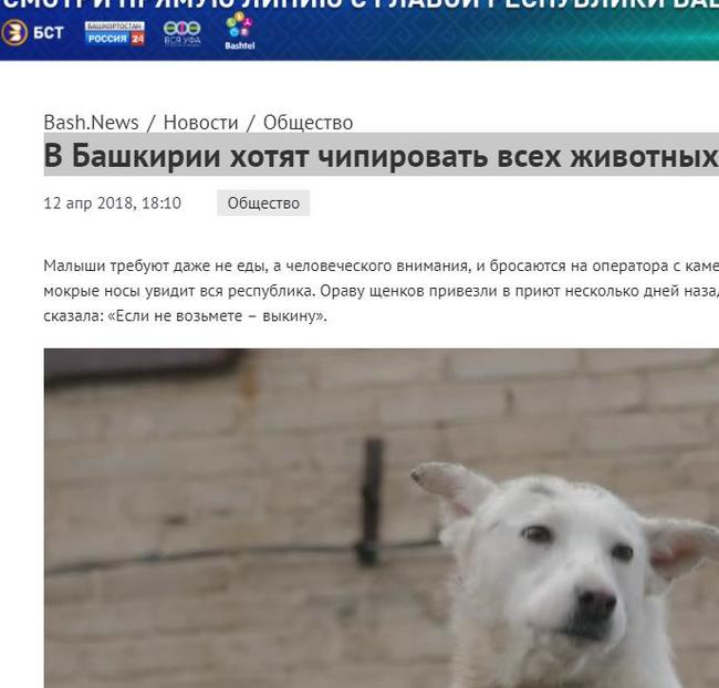 In Bashkiria, they want to chip all animals - Pets, Animal shelter, Help, Chipping, Ufa, Bashkortostan, Helping animals