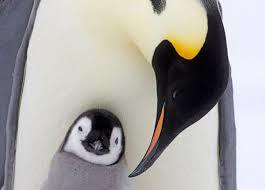 cold parenting - Penguins, The photo, Longpost