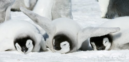 cold parenting - Penguins, The photo, Longpost