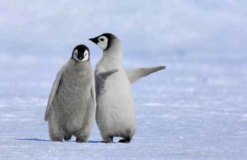 cold parenting - Penguins, The photo, Longpost