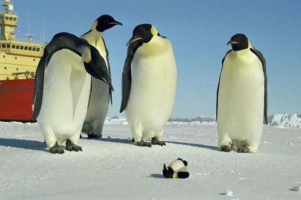 cold parenting - Penguins, The photo, Longpost