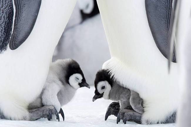 cold parenting - Penguins, The photo, Longpost