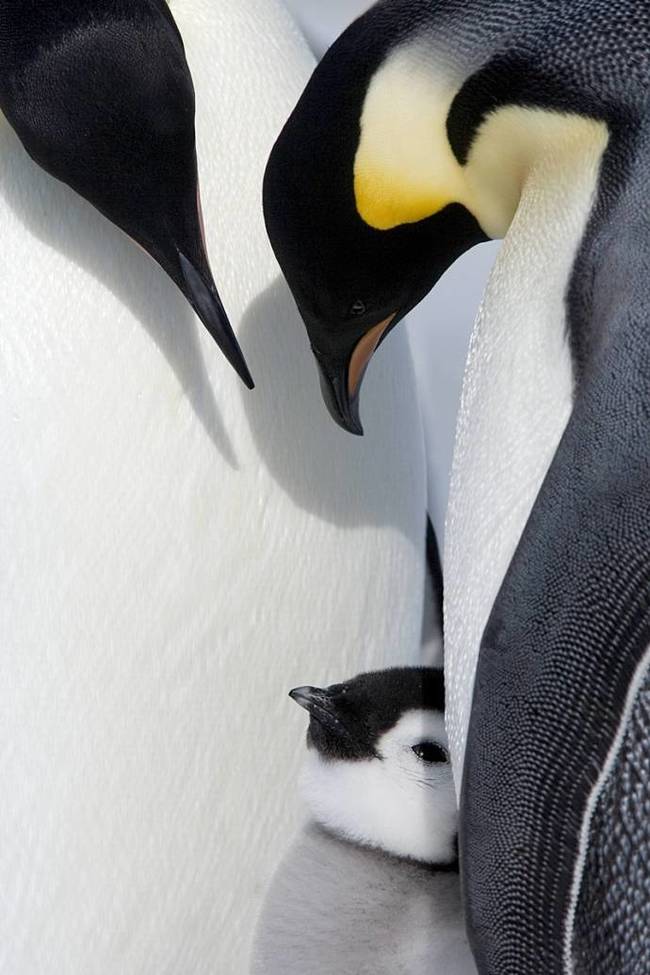 cold parenting - Penguins, The photo, Longpost