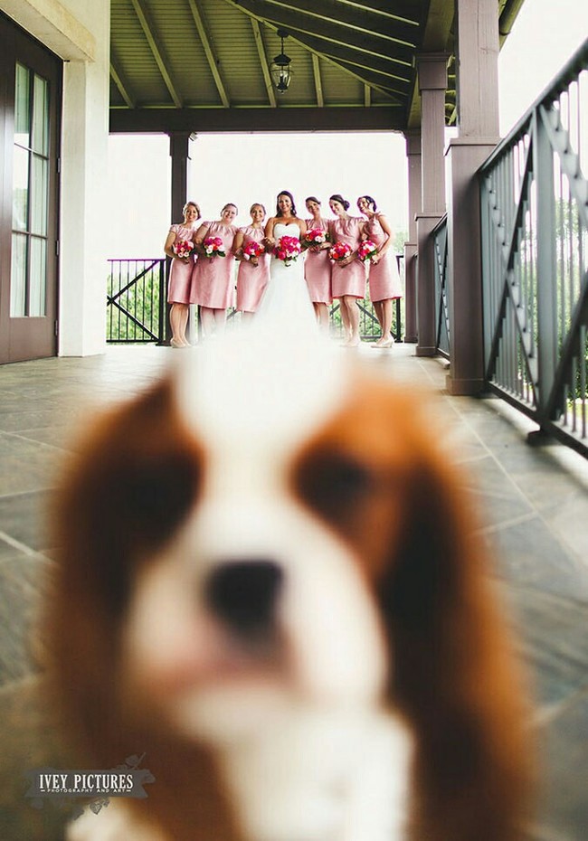 Funny wedding photos, with newlyweds and funny animals. - Humor, Wedding, Surprise, Milota, Animals, Longpost