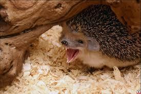 prickly emotions - African pygmy hedgehog, , Longpost, Hedgehog, The photo, Milota, cat