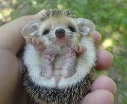 prickly emotions - African pygmy hedgehog, , Longpost, Hedgehog, The photo, Milota, cat