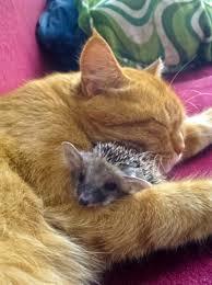 prickly emotions - African pygmy hedgehog, , Longpost, Hedgehog, The photo, Milota, cat