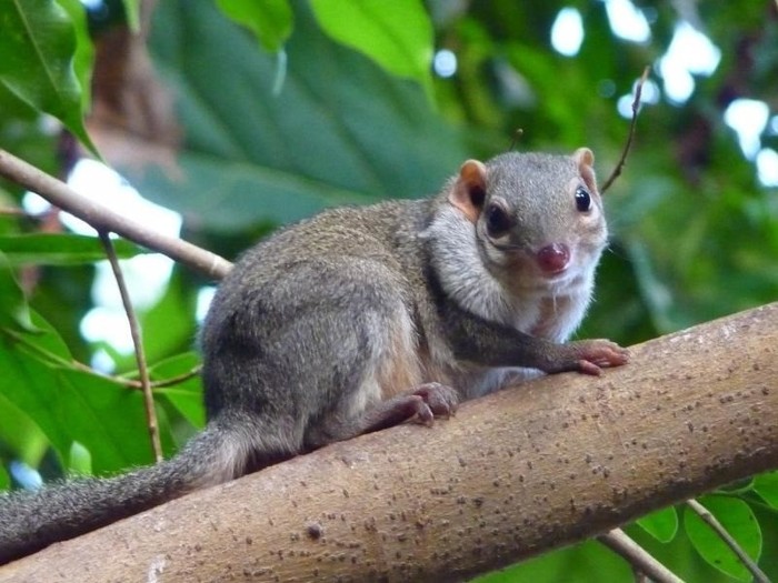 Your spirit animal - Tupaia, Totem, The photo