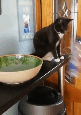 Шкодник