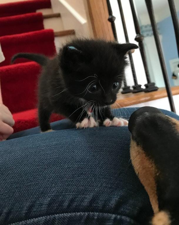 First meeting - cat, Kittens, Dog, Animals, Reddit