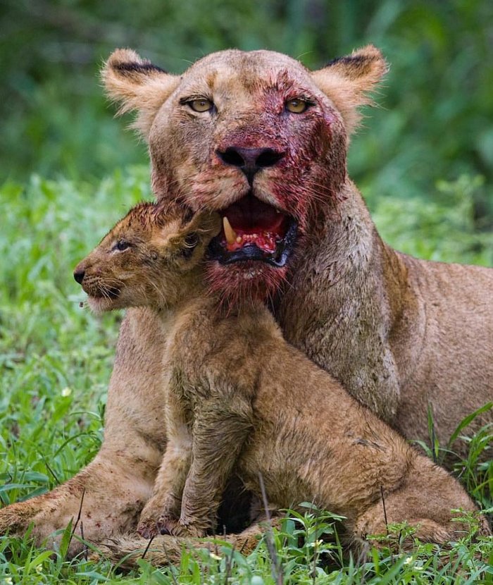 Fang is broken, but mom has everything under control - a lion, Lion cubs, Young, Blood, Wild animals