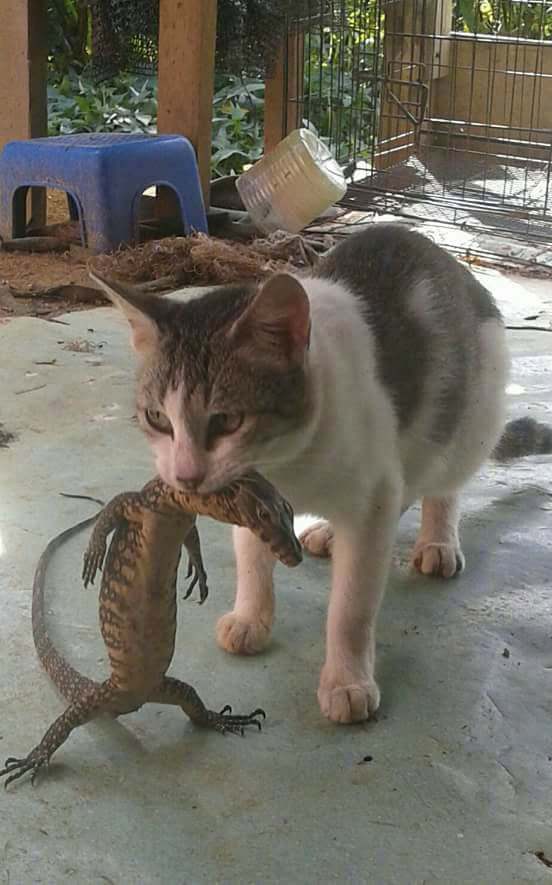 predator - cat, Lizard