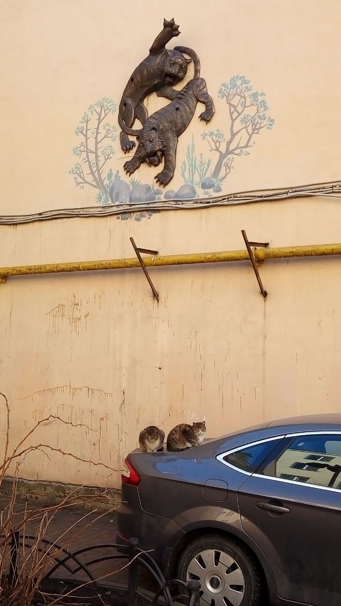 Spirit and body - cat, Coincidence