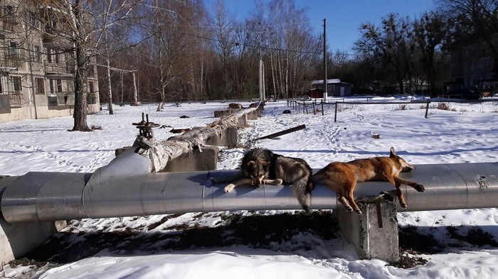 Spring in Chernobyl... - Chernobyl, The photo, Abandoned