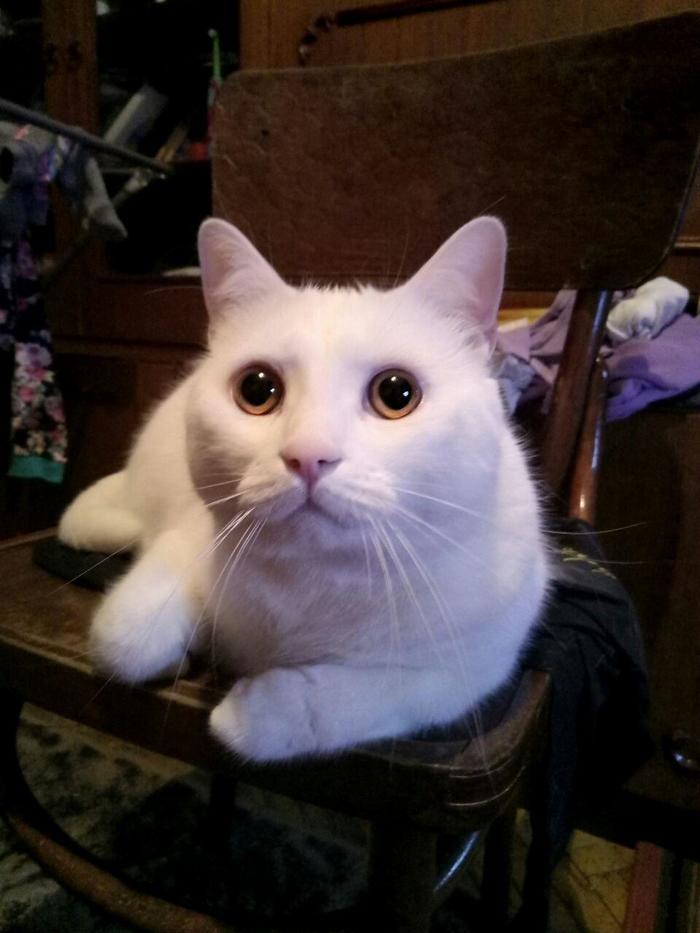 Just a cat with big eyes - My, cat, Pets, Pets