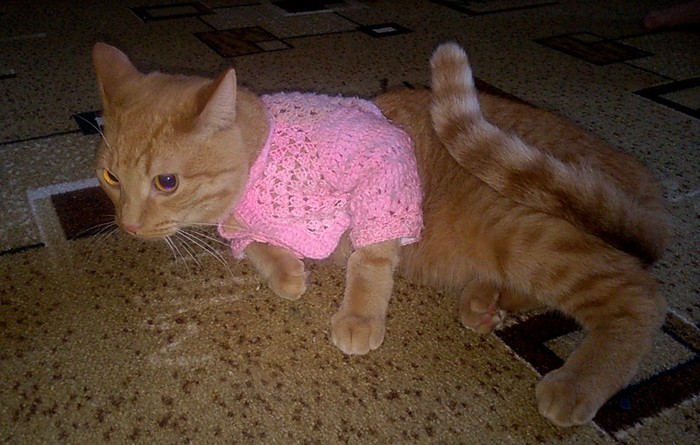 Why do cats act like they have lost their paws when they are dressed? - My, cat, Clothes for animals, Redheads, Catomafia, Crochet, Funny animals, The fall