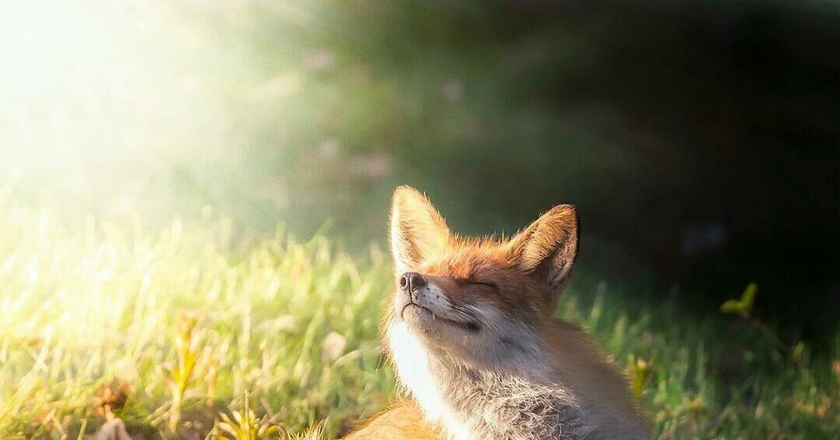 Звери под солнцем. Лиса на рассвете. Лиса на солнце. Радостная лиса. Лиса на солнышке.