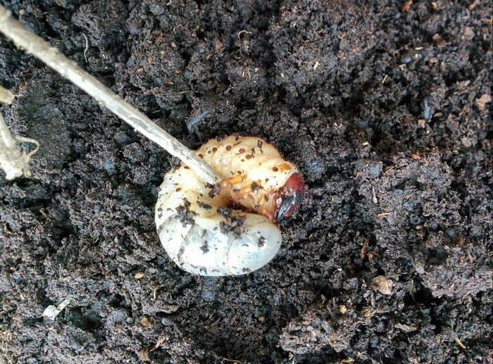 What is this larva? - My, Garden, Larva, Жуки, Land, , Question, What's this?, Harmful or beneficial