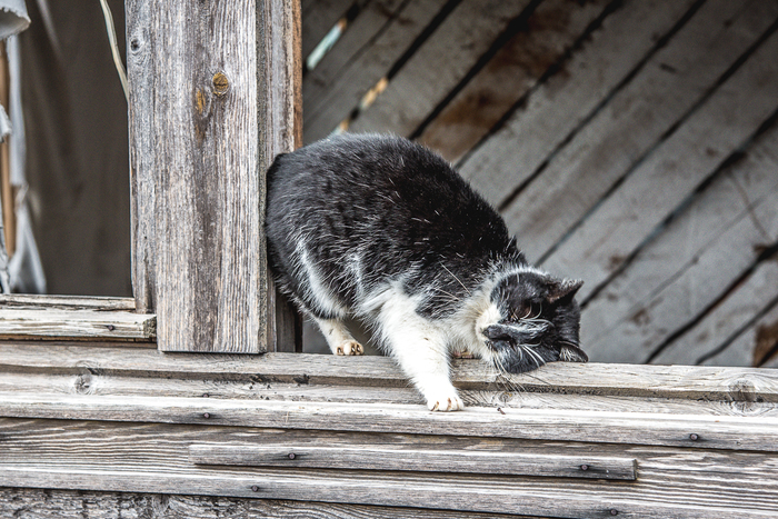 Кот Матроскин.
