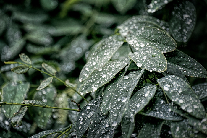 Rainy weather - My, The photo, My, Weather, Spring, Nature, Leaves, Macro, Macro photography