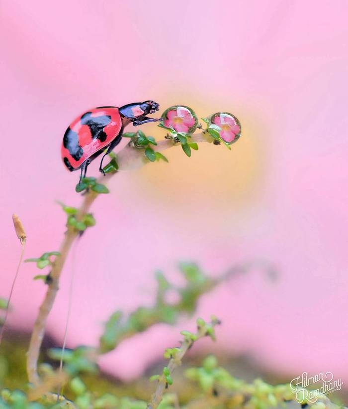 Macro photography of insects by Hilman Ramdhany - Macro photography, The photo, Longpost