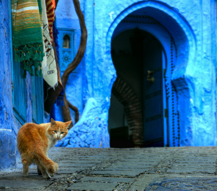 The blue city of Chefchaouen. - Town, Morocco, Blue, Color, House, The street, cat, The photo