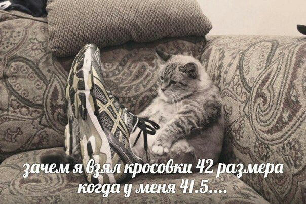 Котомемы - Моё, Кот, Мемы, Обувь