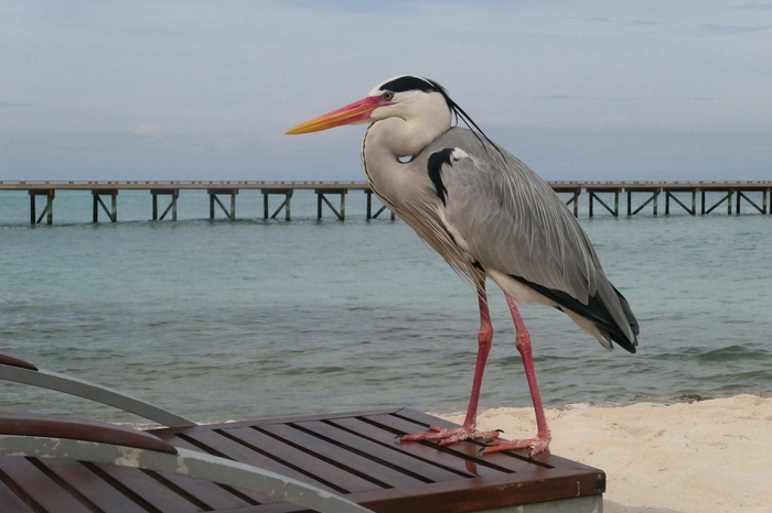 Chief on the island - My, Birds, Maldives