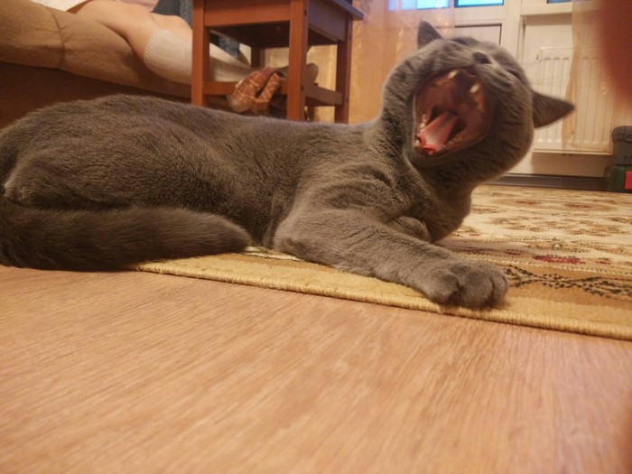 Fur cats sometimes yawn very cute ^-^ - My, Grey, Joy