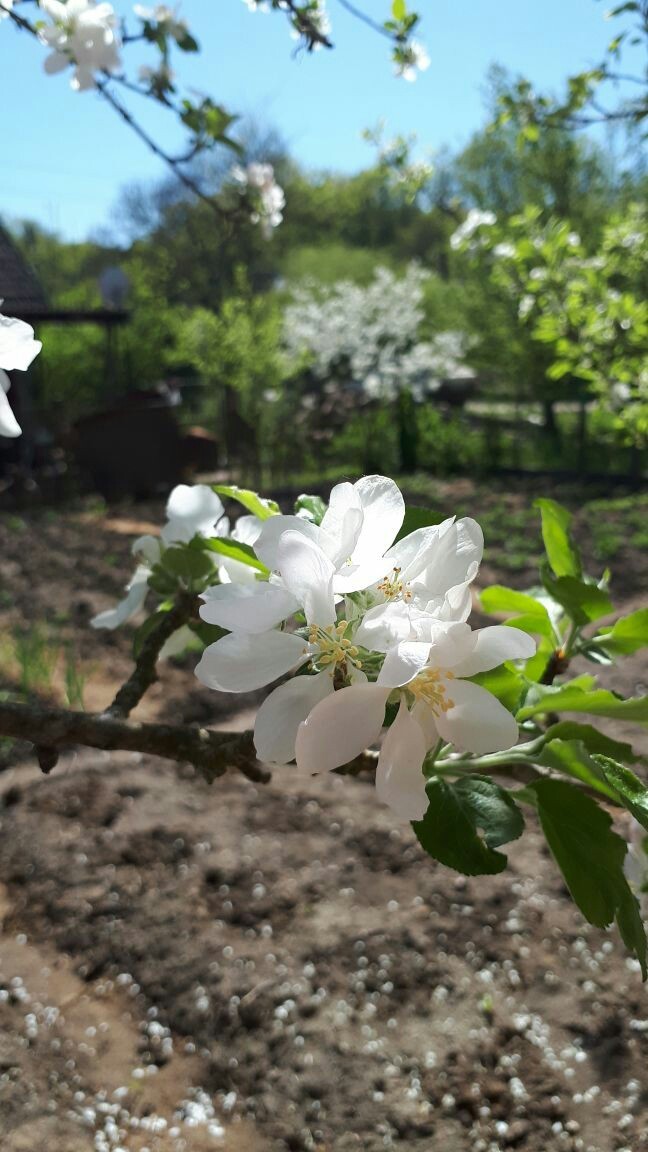 Krasnodar Territory + 20 - Spring, My, The photo, Flowers