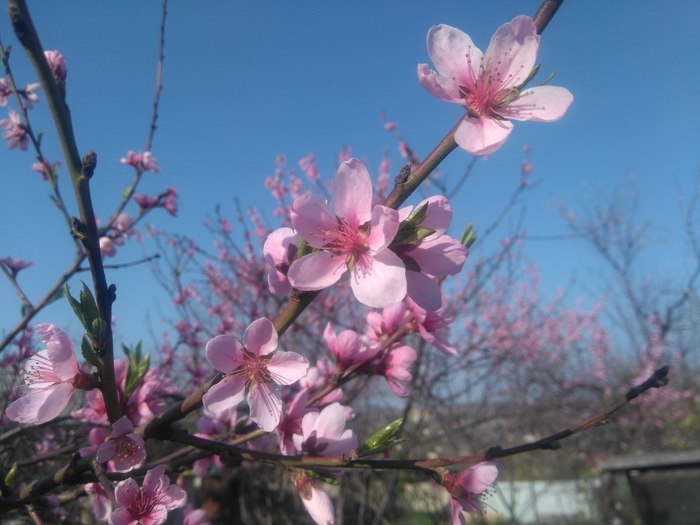 Spring in Krivoy Rog - My, Spring, Garden, beauty, , beauty of nature, Krivoy Rog, Longpost