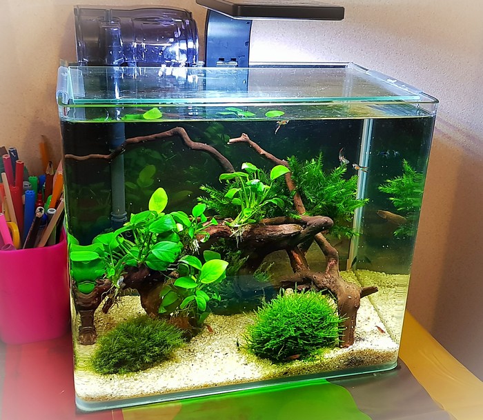 Mini aquarium and its inhabitants - My, Aquarium, , Longpost